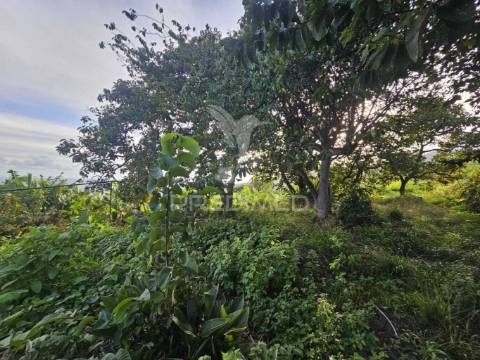 Moradia típica madeirense com terreno de 3140 m²