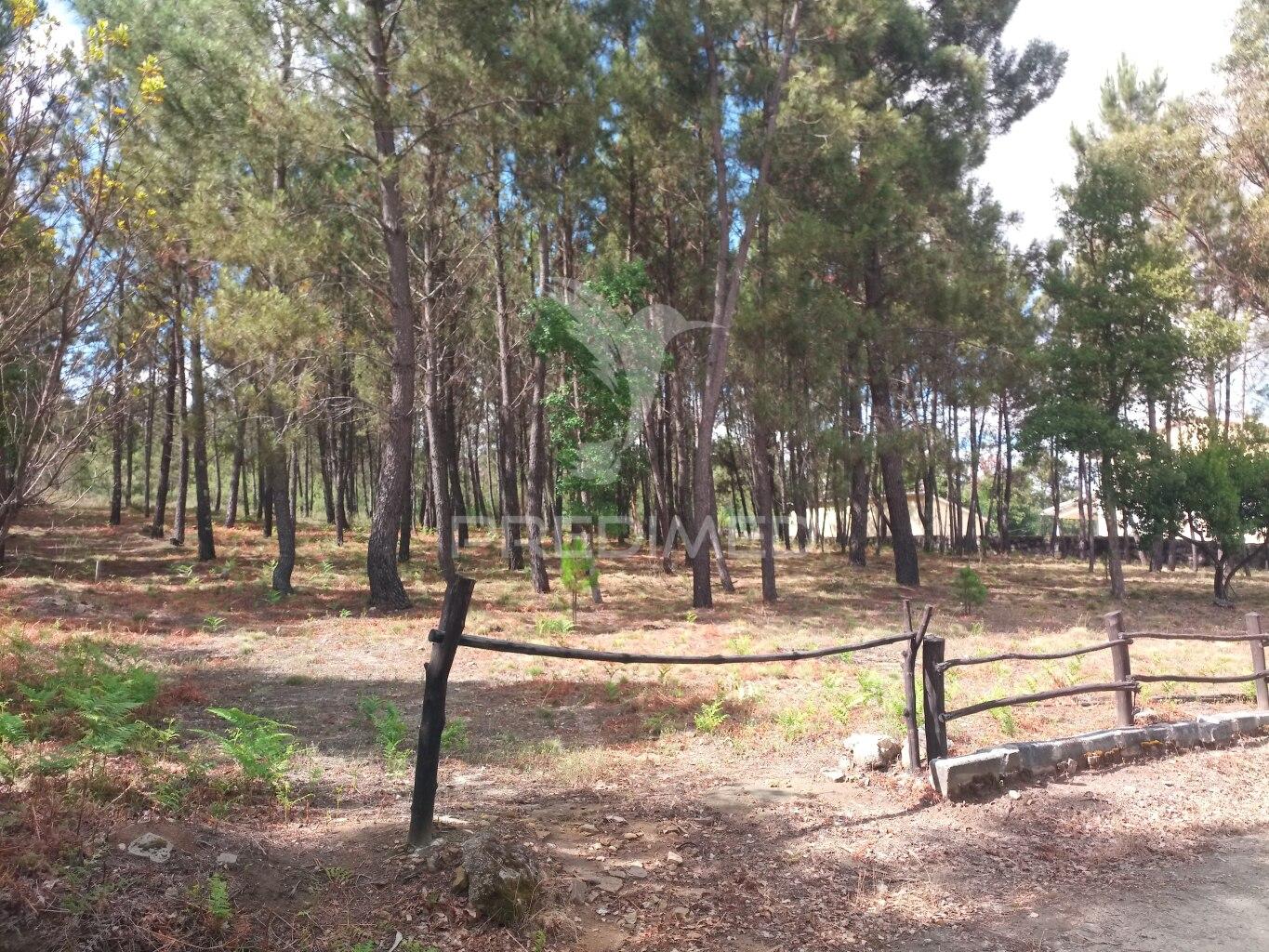 Terreno situado no monte da nossa senhora do castelo, mangualde