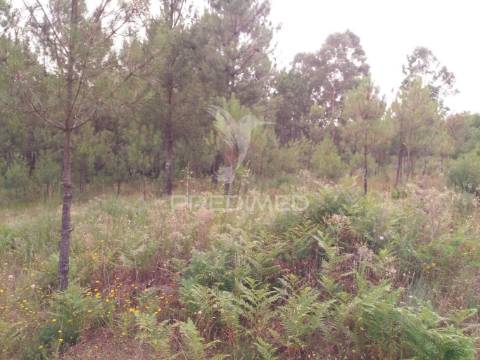 Terreno situado no monte da nossa senhora do castelo, mangualde