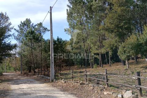 Terreno situado no monte da nossa senhora do castelo, mangualde