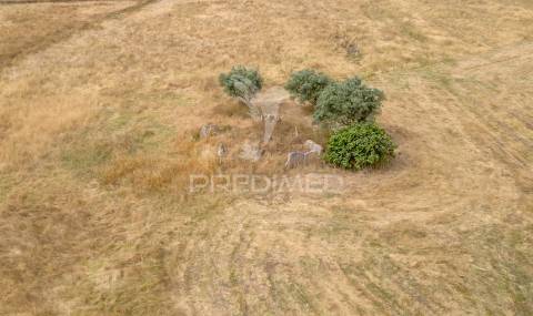 Quinta com 2,8250 ha e ruínas com 46 m2 em fornalhas velhas