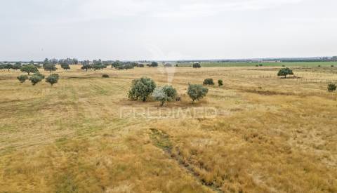 Quinta com 2,8250 ha e ruínas com 46 m2 em fornalhas velhas