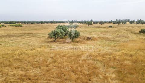 Quinta com 2,8250 ha e ruínas com 46 m2 em fornalhas velhas