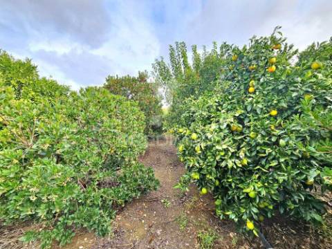 Terreno rústico em entradas, castro verde
