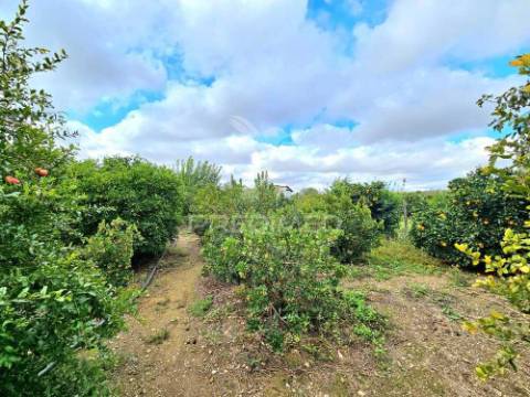 Terreno rústico em entradas, castro verde