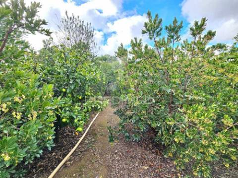 Terreno rústico em entradas, castro verde