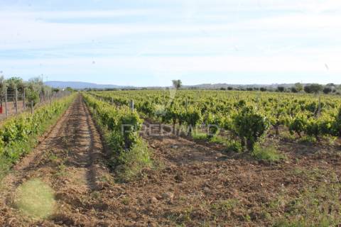 Vinha em plena produção 20 ha