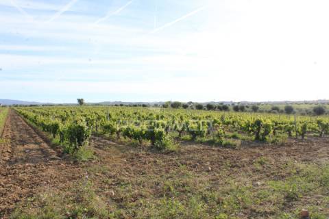 Vinha em plena produção 20 ha