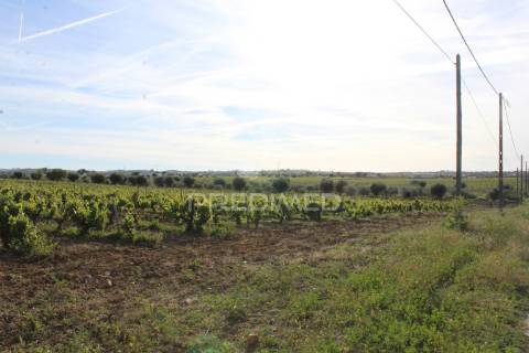 Vinha em plena produção 20 ha