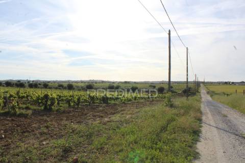 Vinha em plena produção 20 ha