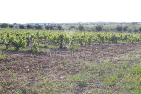 Vinha em plena produção 20 ha