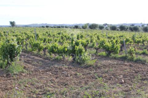 Vinha em plena produção 20 ha