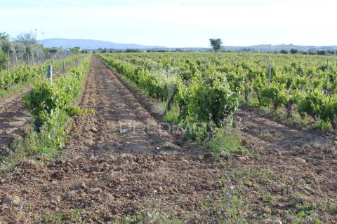Vinha em plena produção 20 ha