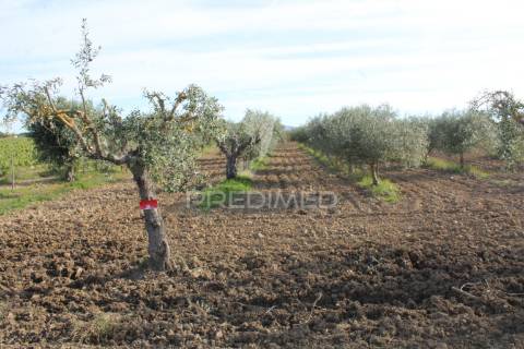 Vinha em plena produção 20 ha