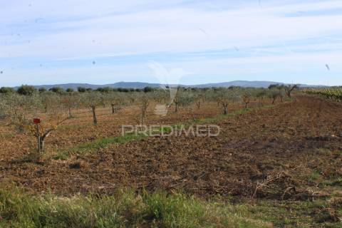 Vinha em plena produção 20 ha