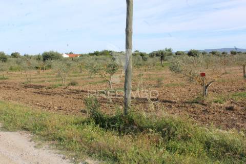 Vinha em plena produção 20 ha