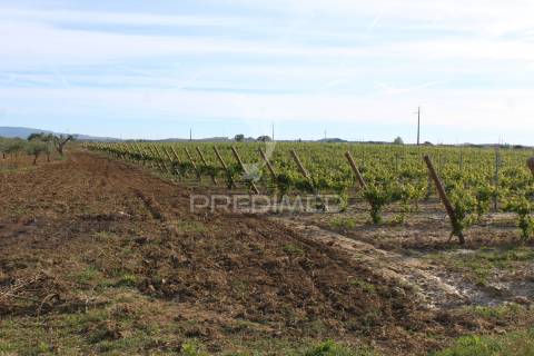 Vinha em plena produção 20 ha
