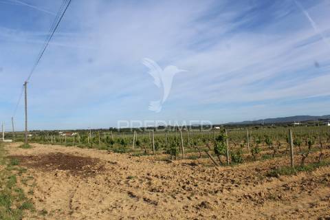 Vinha em plena produção 20 ha