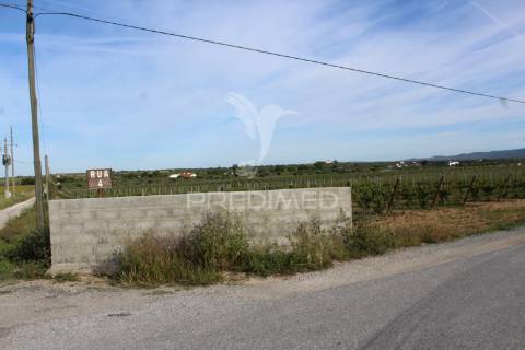 Vinha em plena produção 20 ha