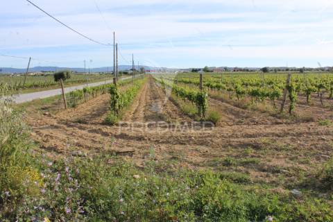 Vinha em plena produção 20 ha