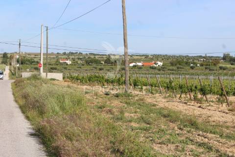Vinha em plena produção 20 ha