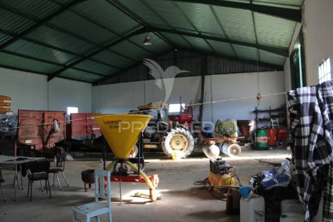 Vinha em plena produção 20 ha