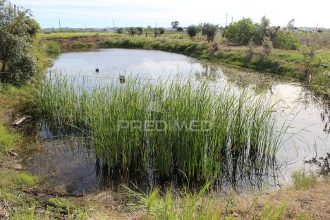 Vinha em plena produção 20 ha