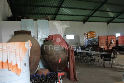 Vinha em plena produção 20 ha