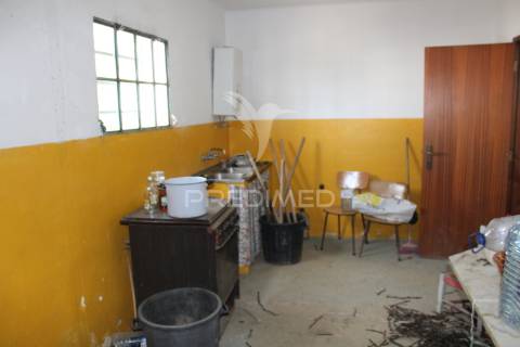 Vinha em plena produção 20 ha