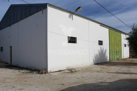 Vinha em plena produção 20 ha