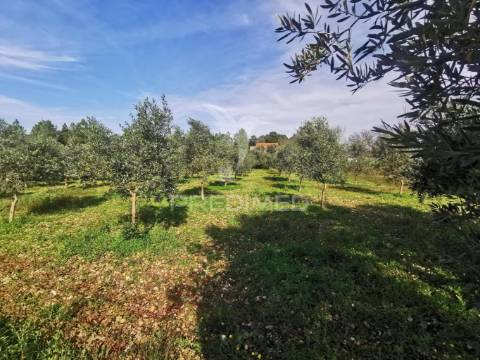 Lote de terreno rustico