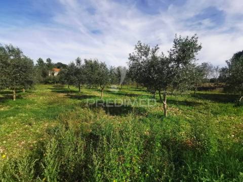 Lote de terreno rustico