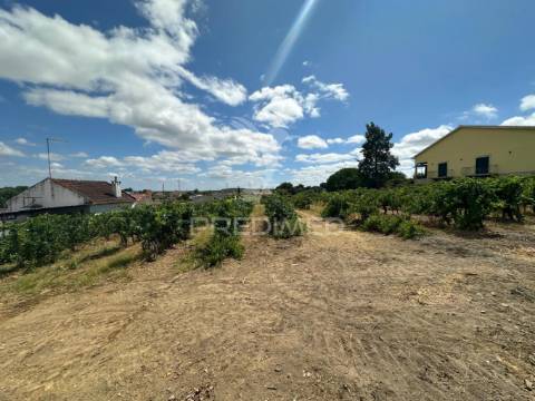 Terreno rústico com vinha