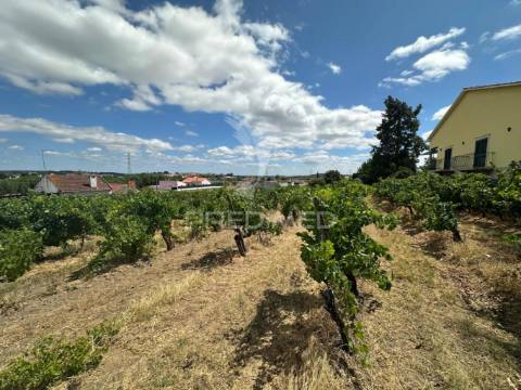 Terreno rústico com vinha