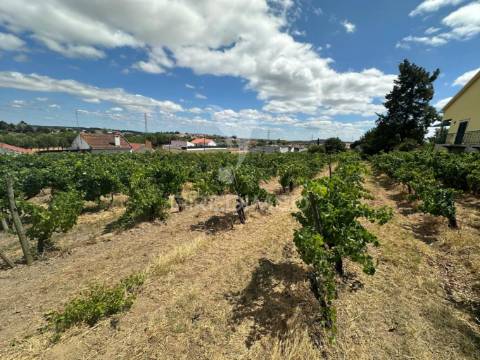 Terreno rústico com vinha