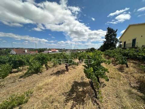 Terreno rústico com vinha