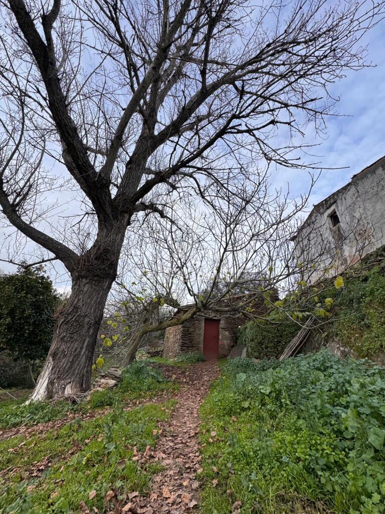 Quinta em alegrete