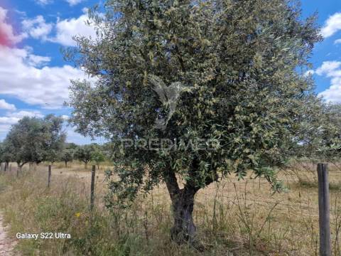 Terreno. rustico, no  torrão do alentejo