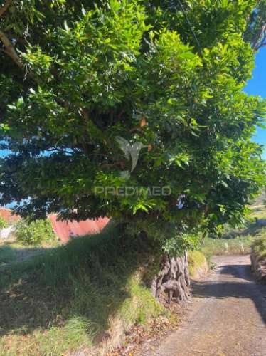 Moradia e dois palheiro ambos para recuperar com 1348m2 de terreno na ponta do pargo á beira da estrada