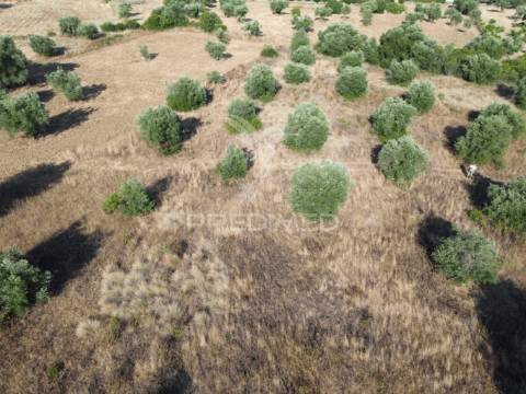 Terreno rústico com 3.340 m² – troviscal, alcanena