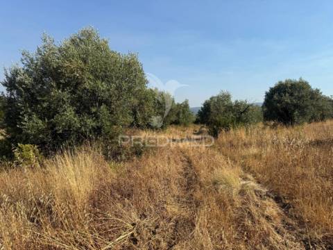 Terreno rústico com 3.340 m² – troviscal, alcanena