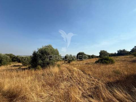 Terreno rústico com 3.340 m² – troviscal, alcanena