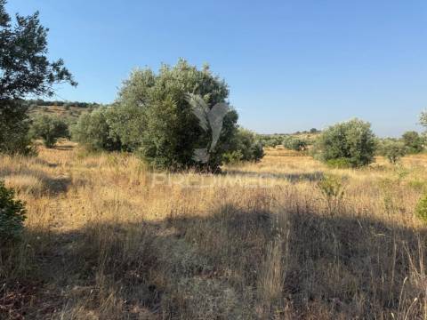 Terreno rústico com 3.340 m² – troviscal, alcanena