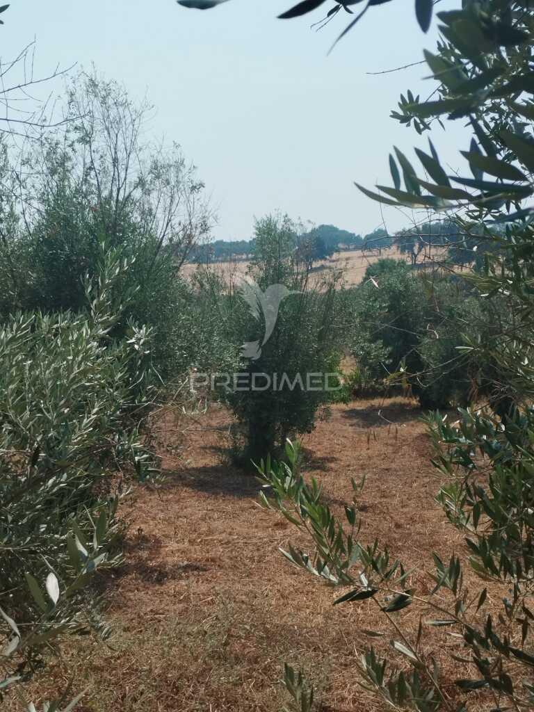 Terreno urbano com possibilidade de poder construir.