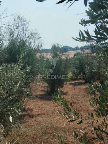 Terreno urbano com possibilidade de poder construir.