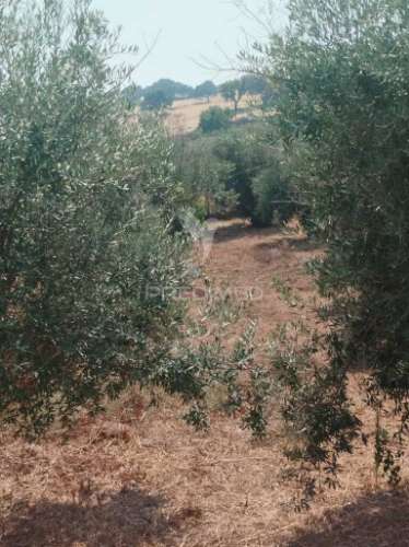 Terreno urbano com possibilidade de poder construir.