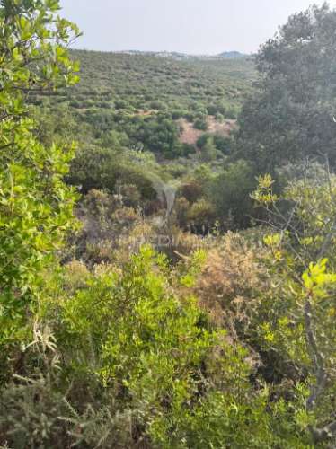 Terreno rustico machados são brás de alportel