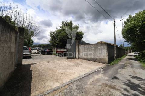 Fantástica quinta de produção de mirtilos, atualmente em produção..