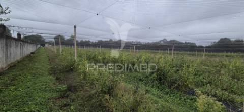 Fantástica quinta de produção de mirtilos, atualmente em produção..