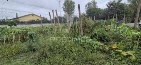Fantástica quinta de produção de mirtilos, atualmente em produção..